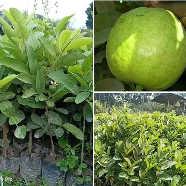 Thai-7_Gauva_|_Grafted_Fruit_Plant
