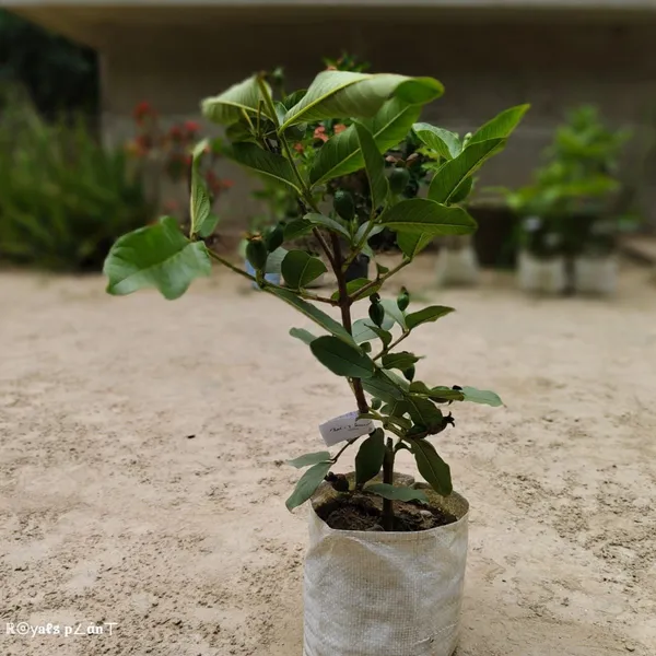 Thai-7_Gauva_|_Grafted_Fruit_Plant