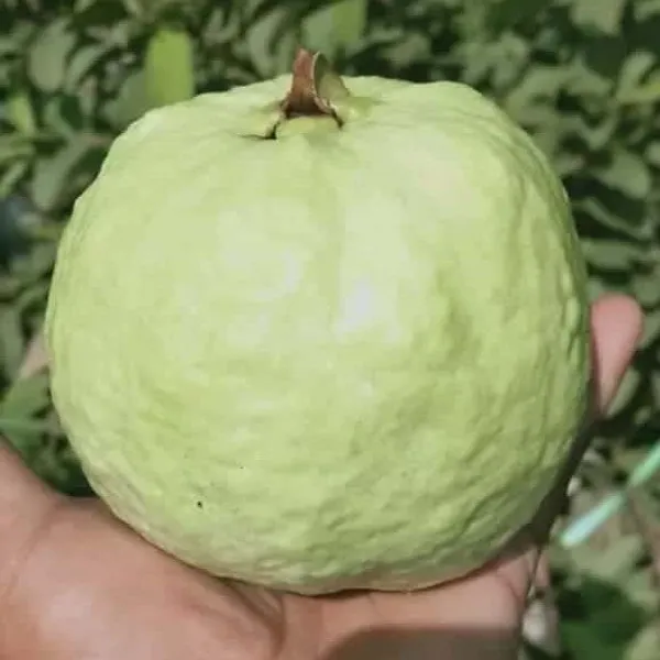 Thai-7_Gauva_|_Grafted_Fruit_Plant