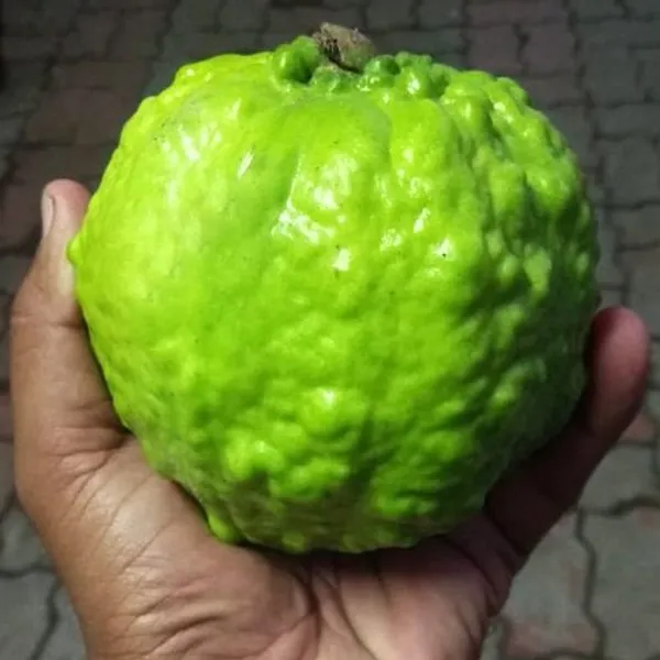 Thai_Kg_Gauva_|_Grafted_Fruit_Plant