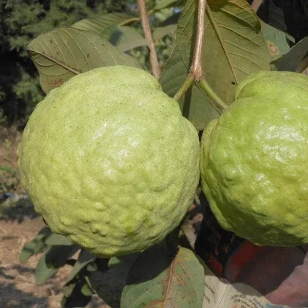 Thai_Kg_Gauva_|_Grafted_Fruit_Plant