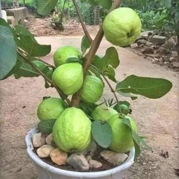 Thai_Kg_Gauva_|_Grafted_Fruit_Plant