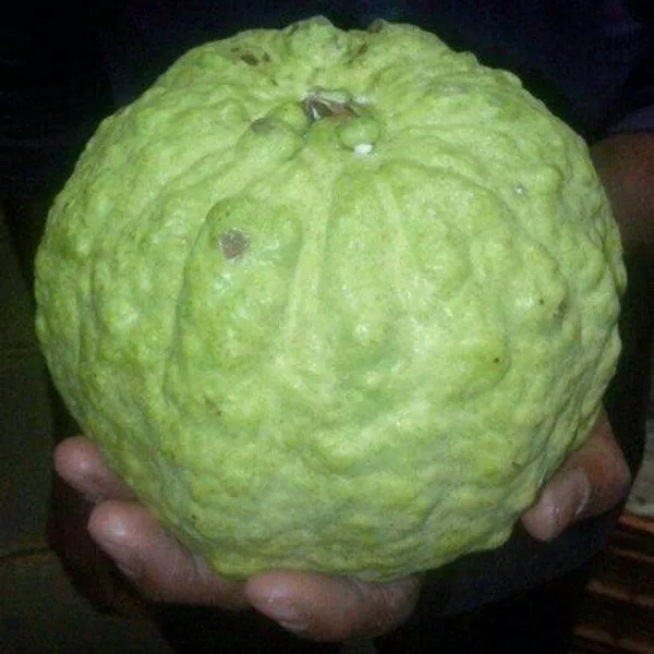 Vnr_Gauva_|_Grafted_&_Hybrid_Fruit_Plant