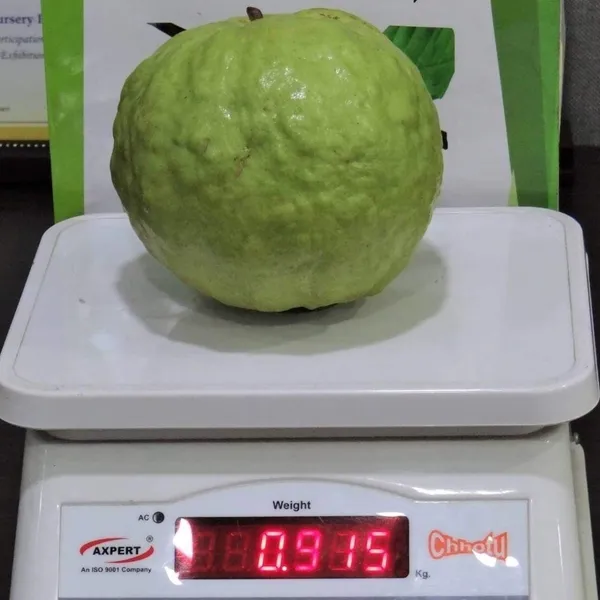 Vnr_Gauva_|_Grafted_&_Hybrid_Fruit_Plant