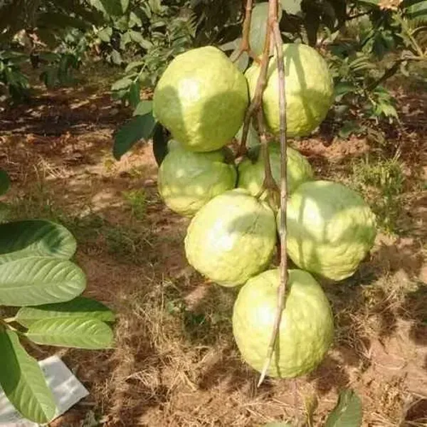 Vnr_Gauva_|_Grafted_&_Hybrid_Fruit_Plant