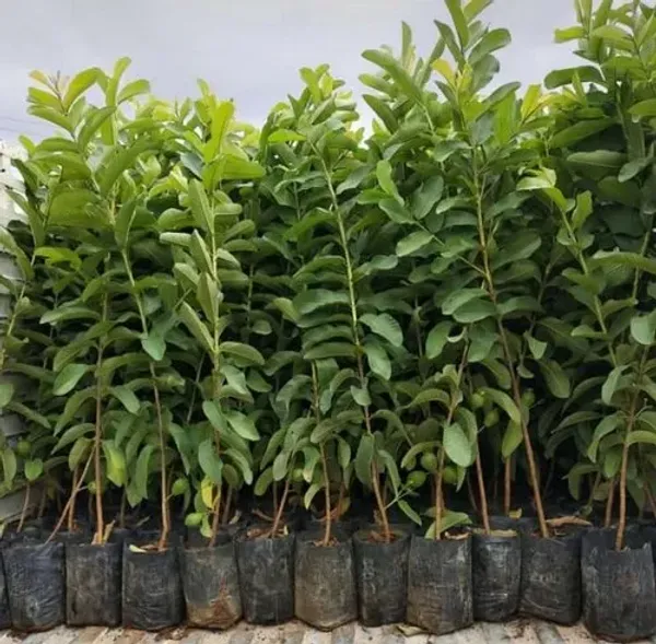 Vnr_Gauva_|_Grafted_&_Hybrid_Fruit_Plant