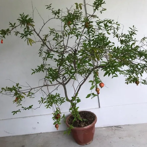 Pomegranate_Grafted_Fruit_Plant