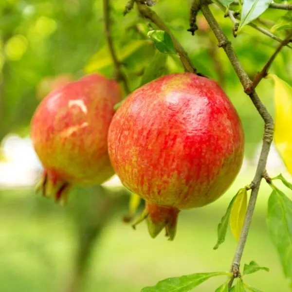 Pomegranate_Grafted_Fruit_Plant