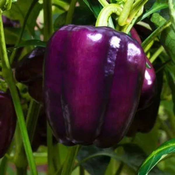Shimla_Mirch_Capsicum_Fruit_Plant_Purple_Purple
