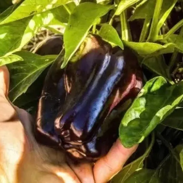 Shimla_Mirch_Capsicum_Fruit_Plant_Purple_Purple