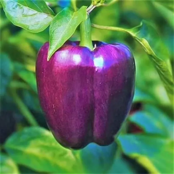 Shimla_Mirch_Capsicum_Fruit_Plant_Purple_Purple