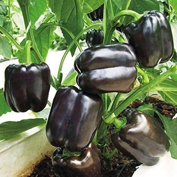 Shimla_Mirch_Capsicum_Fruit_Plant_Purple_Purple
