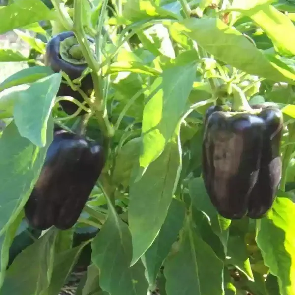 Shimla_Mirch_Capsicum_Fruit_Plant_Purple_Purple