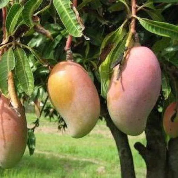 Amrapali_Mango_Grafted_Fruit_Plant