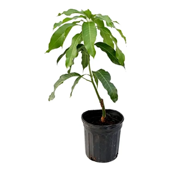 Amrapali_Mango_Grafted_Fruit_Plant