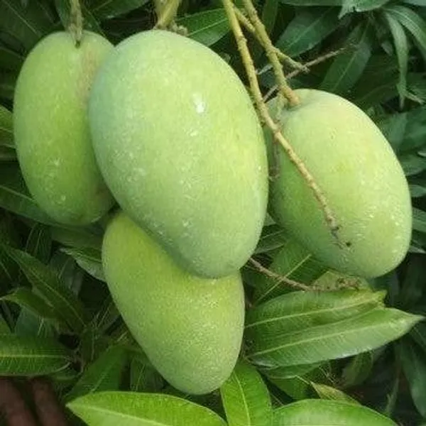 Banganapalle_Mango_Grafted_Fruit_Plant