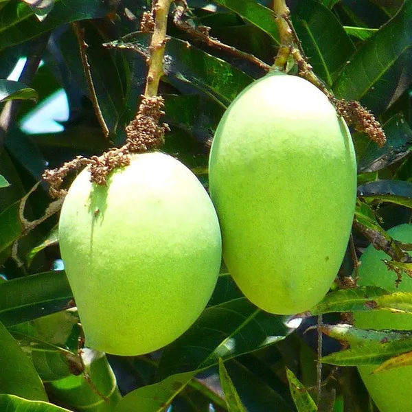 Bari-11_Mango_|_Grafted_Fruit_Plant