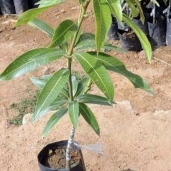 Bari-11_Mango_|_Grafted_Fruit_Plant