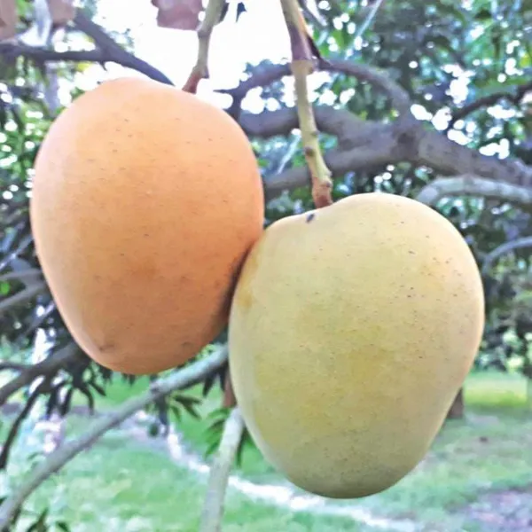 Bari-11_Mango_|_Grafted_Fruit_Plant