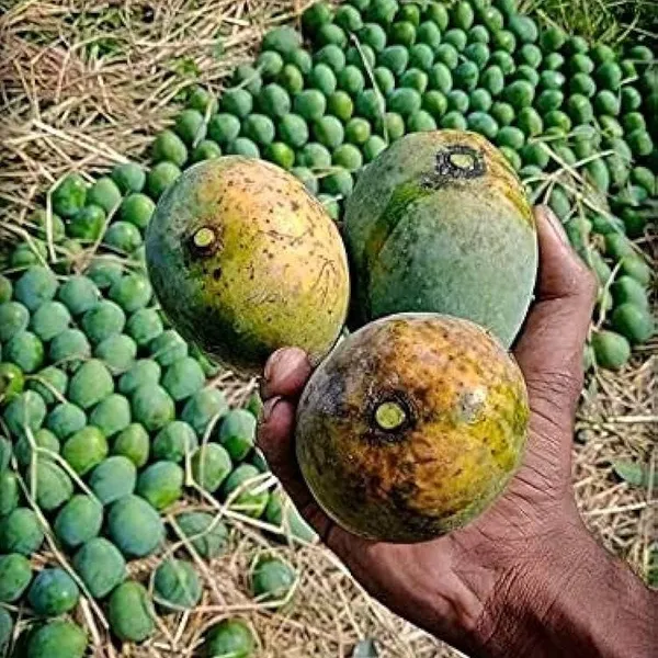 Himsagar_Mango_|_Grafted_Fruit_Plant