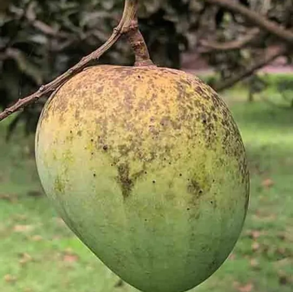 Himsagar_Mango_|_Grafted_Fruit_Plant