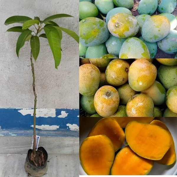 Himsagar_Mango_|_Grafted_Fruit_Plant