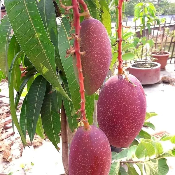 King_Of_Chakapath_Mango_|_Grafted_Fruit_Plant