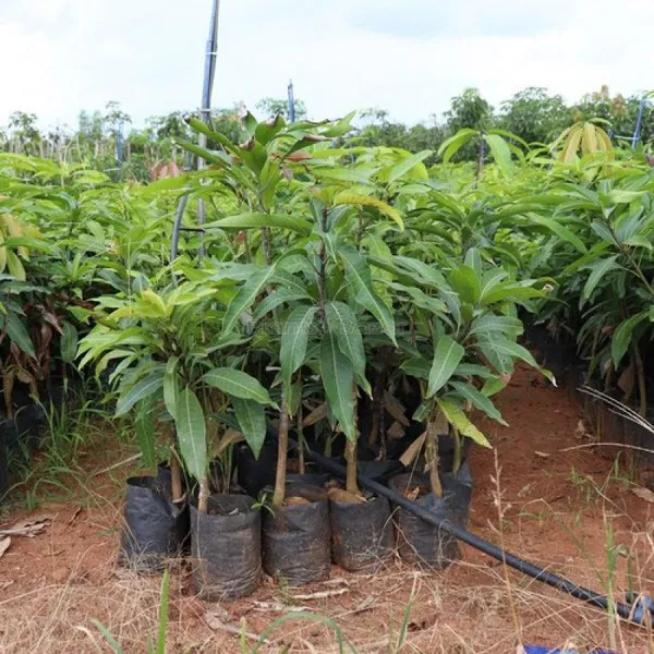 King_Of_Chakapath_Mango_|_Grafted_Fruit_Plant