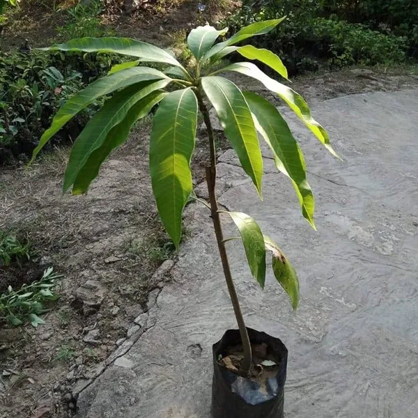 Mallika_Grafted_Mango_Fruit_Plant