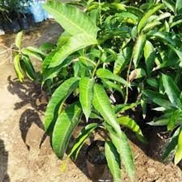 Palmer_Mango_|_Grafted_Fruit_Plant