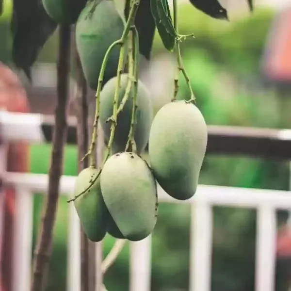 Thai_All_Time_Grafted_Mango_Fruit_Plant