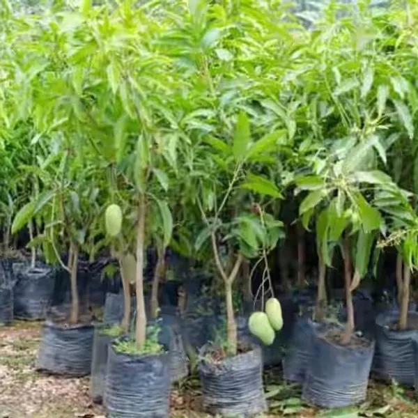 Thai_All_Time_Grafted_Mango_Fruit_Plant
