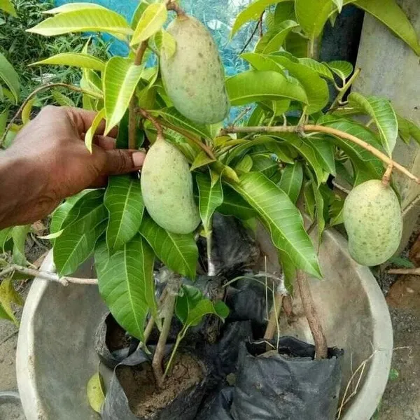 Thai_All_Time_Grafted_Mango_Fruit_Plant