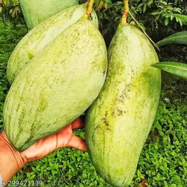 Burneiking_Mango_|_Grafted_Fruit_Plant