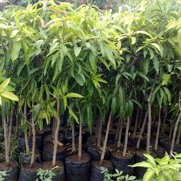 Burneiking_Mango_|_Grafted_Fruit_Plant