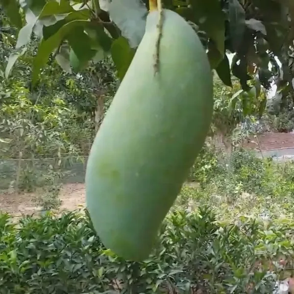 Burneiking_Mango_|_Grafted_Fruit_Plant