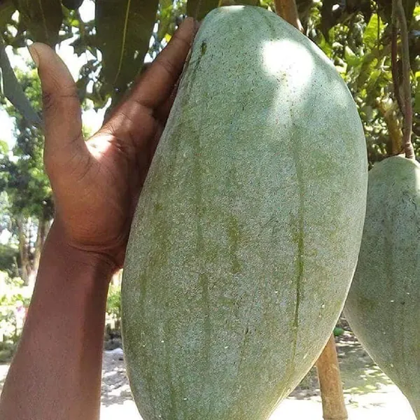 Burneiking_Mango_|_Grafted_Fruit_Plant