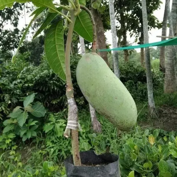 Burneiking_Mango_|_Grafted_Fruit_Plant