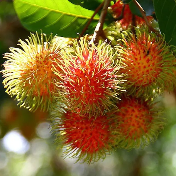 Rambutan_Fruit_Plant