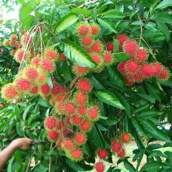 Rambutan_Fruit_Plant