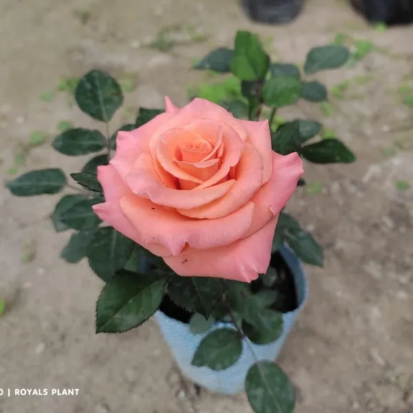 Climbing_Rose_Flower_Plant_Pink