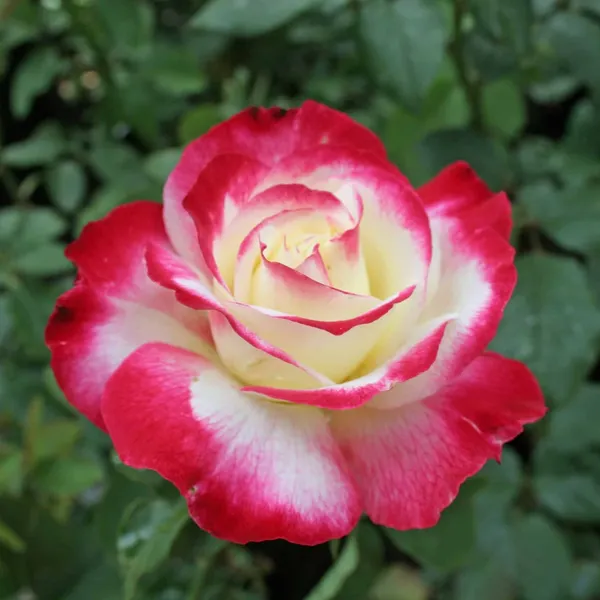 Double_Delight_Hybrid_Rose_Flower_Plant