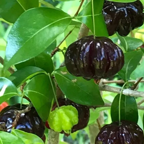 Surinam_Cherry_Fruit_Plant