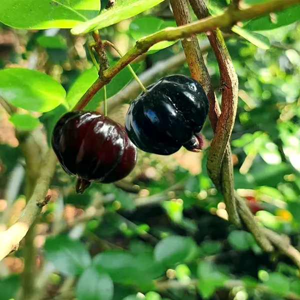 Surinam_Cherry_Fruit_Plant
