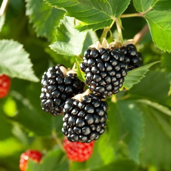 Black_Berry_Hybrid_Fruit_Plant