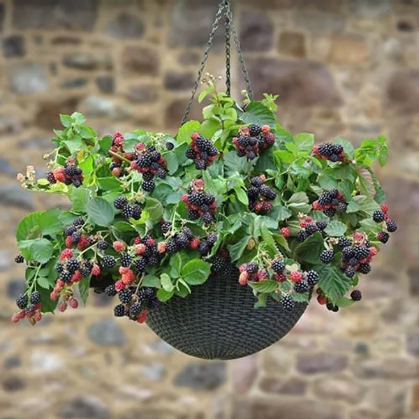 Black_Berry_Hybrid_Fruit_Plant