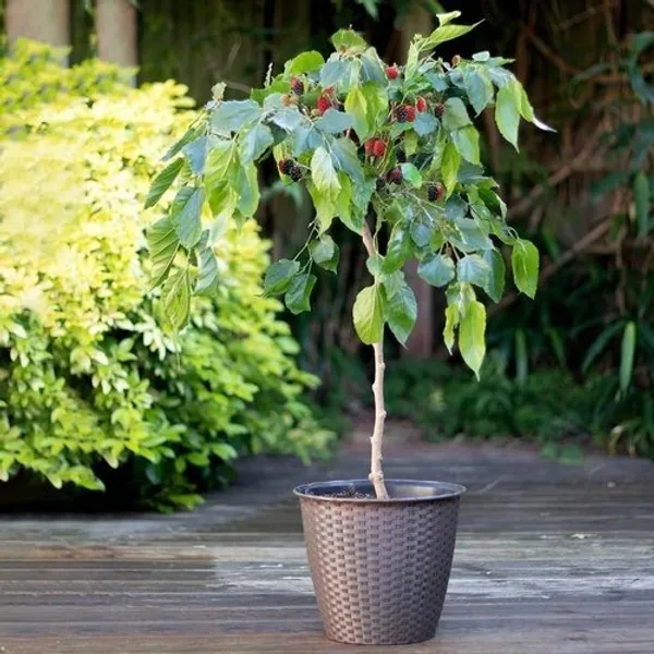 Long_Mullberry_Grafted_Fruit_Plant_Red