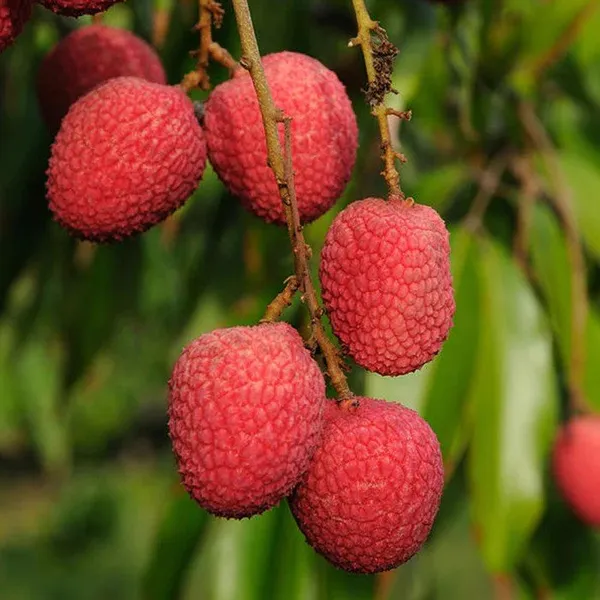 Bombay_Litchi_Fruit_Plant_(Lychee)