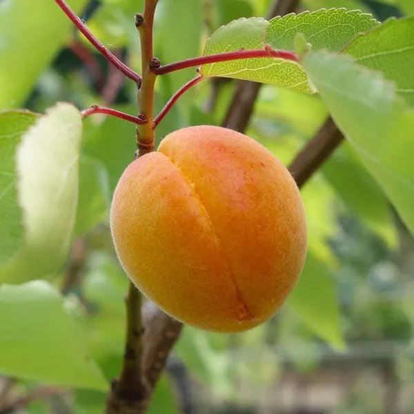 Apricot_Hybrid_Fruit_Plant