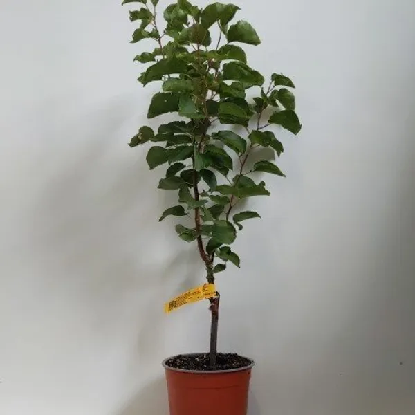 Americana_Tropical_Golden_Apricot_Grafted_Fruit_Plant
